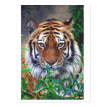 Tiger Stare Postcard