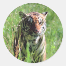Tiger Sticker