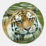 Tiger Stickers