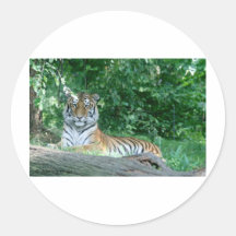 Tiger Stickers