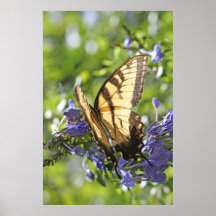 Tiger Swallowtail and Plumbago on Canvas, Vertical Print