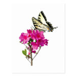 Tiger Swallowtail Butterfly on Azaleas Post Cards