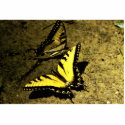 Tiger Swallowtail Butterfly photo sculptures