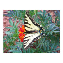 Tiger Swallowtail Butterfly Postcard