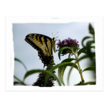 Tiger Swallowtail Butterfly Postcard