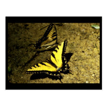 Tiger Swallowtail Butterfly Postcard