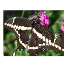 Tiger Swallowtail Butterfly Postcard