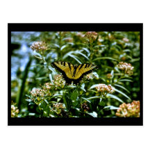Tiger Swallowtail Butterfly Postcards