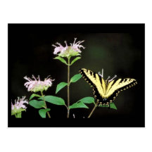 Tiger Swallowtail on Bergamot Postcard