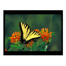 Tiger swallowtail on Butterfly weed Post Card