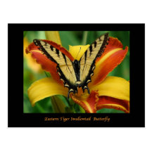 Tiger Swallowtail on Daylily Postcards