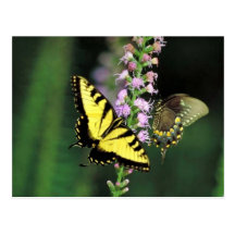 Tiger swallowtail on Dense blazingstar Postcards
