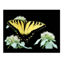 Tiger swallowtail on Mountain mint Postcards