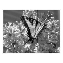 Tiger Swallowtail Post Card