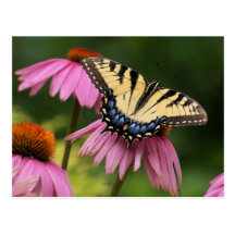 Tiger Swallowtail Post Card