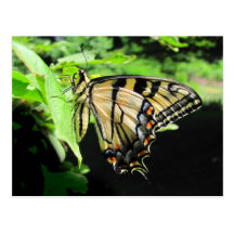 Tiger Swallowtail ~ postcard