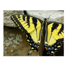 Tiger Swallowtail Postcard