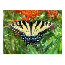 Tiger Swallowtail Postcard.