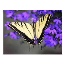 Tiger Swallowtail Postcards