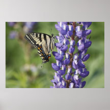 Tiger Swallowtail Print