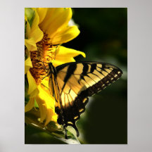 Tiger Swallowtail Print
