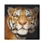 Tiger, Tiger In The Night II Fridge Magnets