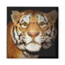 Tiger, Tiger In The Night II Fridge Magnets
