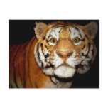 Tiger, Tiger In The Night II Post Card