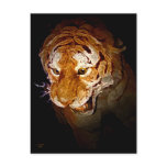 Tiger, Tiger In The Night... Postcards