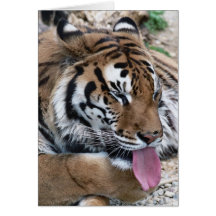 tiger tongue cards