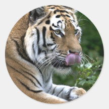 Tiger Tongue Round Sticker