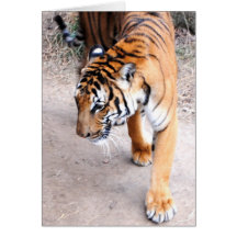Tiger Unaware Card