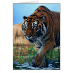 Tiger wading in water cards