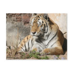 tiger wild animal zoo tigers