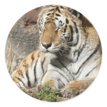 tiger wild animal zoo tigers