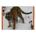 Tiger - wild cat card cards
