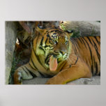 Tiger Yawn 2 Posters
