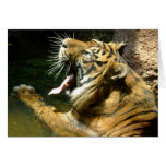 tiger yawn greeting card