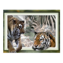 Tiger, Zebra, Giraffe, Lovers Gifts Postcard