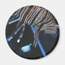 TigerFish Magnets
