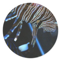 TigerFish