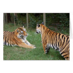 TigerFriends 002 Cards