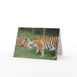 TigerFriends 003 cards
