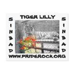 TigerLilly Postcard