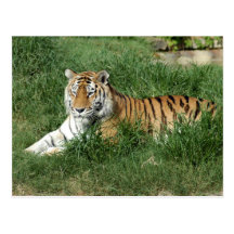 tigers-4-7 post card
