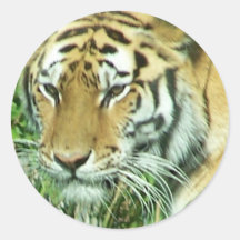 tigers face sticker