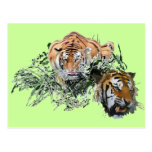 Tigers Post Cards
