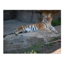 Tigers Post Cards