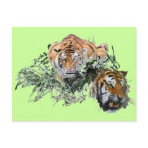 Tigers Post Cards