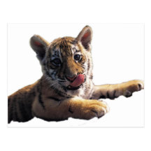 TigerTransparent Post Card